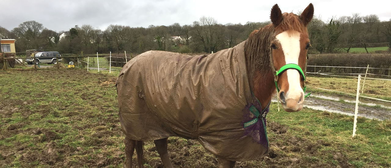 Horse Rug Washing Pembrokeshire Horse Rug Washing Services in Wales and South Wales